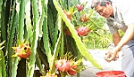 Thanh long là cây trồng chủ lực