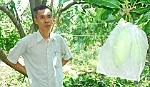 Sở NN&PTNT: Kết luận về việc sử dụng túi bao trái cây