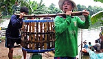 Giá cá tra tăng, nông dân phấn khởi