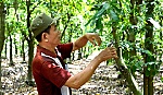 Nâng cao hiệu quả trồng mãng cầu Xiêm
