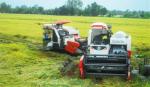 Lúa hè thu sớm ở các huyện phía Tây gặp nhiều khó khăn