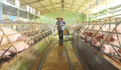 Người chăn nuôi vui mừng vì giá heo tăng cao.