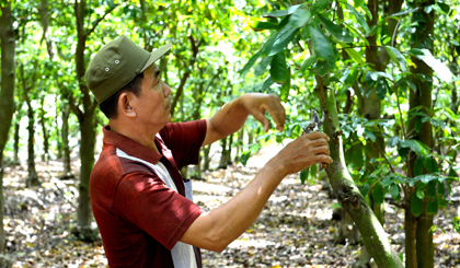 Ông Võ Văn So, ấp Tân Ninh, xã Tân Phú tỉa cành, tạo tán cho cây mãng cầu Xiêm.
