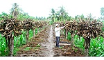 Dịch bệnh lại hoành hành trên thanh long