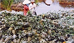 Giá khóm Tân Phước tăng cao, người trồng phấn khởi