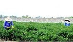 Đừng để xây dựng nông thôn mới trở thành cuộc 