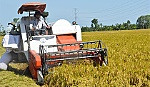 Quy định mức hỗ trợ phát triển cánh đồng lớn