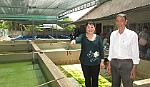 Nghề ương ép, nuôi dưỡng cá giống ở phường Nhị Mỹ