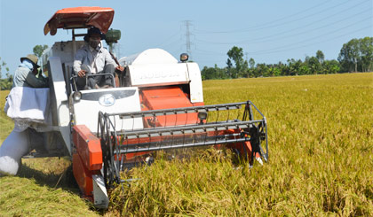 Thu hoạch lúa tại huyện Cai lậy. Ảnh: Vân Anh
