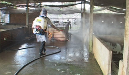 Hộ chăn nuôi heo thực hiện tiêu độc sát trùng chuồng trại.