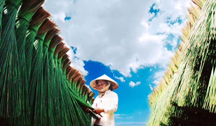 Bàng - nguồn nguyên liệu tạo nên nghề truyền thống của huyện Châu Thành.