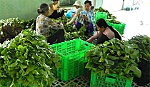 Xây dựng nông thôn mới: Các tổ chức sản xuất hiệu quả đến đâu?