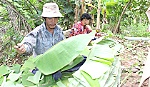 Mưu sinh với nghề rọc lá chuối