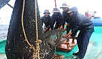 Ra khơi giữa mùa mưa bão: Một ngày đầy sóng gió