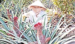 Loại trái cây độc đáo và các món ăn đặc sản làm từ khóm