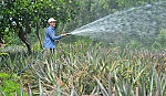 2 nông dân xã Mỹ Phước làm giàu từ cây khóm