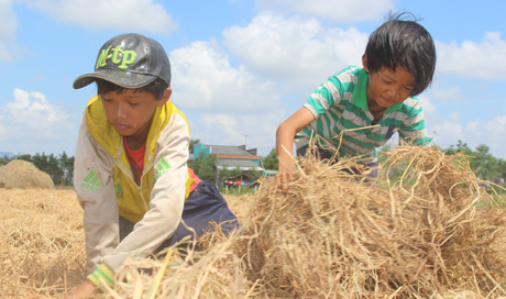 Anh em Võ Trọng Phúc và Võ Thanh Truyền, học sinh Trường THCS Kiểng Phước (ấp Xóm Giá Trên, xã Kiểng Phước, huyện Gò Công Đông) phụ giúp ba mẹ phủ rơm trồng gừng.