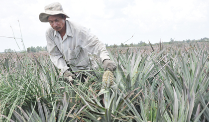 .Nông dân sẵn sàng sản xuất khóm theo tiêu chuẩn để nâng cao giá trị cho cây khóm.