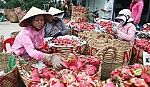 Trái cây vùng ĐBSCL chưa phát triển bền vững
