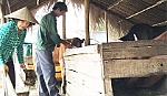 Cựu chiến binh Nguyễn Văn Thơm làm kinh tế giỏi
