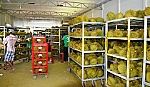 Huyện Cai Lậy: Phát huy lợi thế cây ăn trái chủ lực