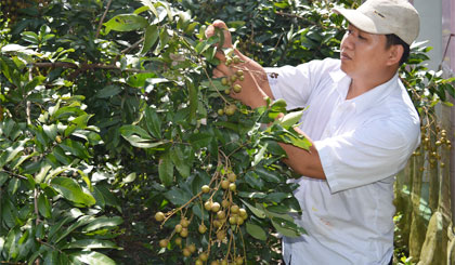 Nhiều nhà vườn đang dự tính chuyển đổi cây nhãn tiêu quế sang cây trồng khác.