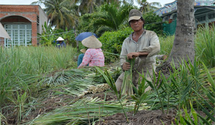 Nông dân trồng sả thất vọng vì thu hoạch thất bát.