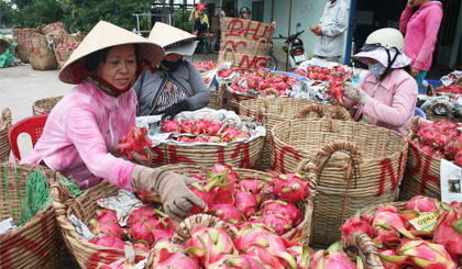 Thương lái thu mua thanh long ở huyện Chợ Gạo.