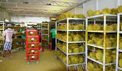 Sầu riêng rời nhà vườn ra thị trường. 
