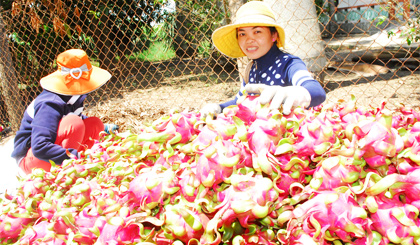 Thương lái thu mua thanh long tại huyện Chợ Gạo.
