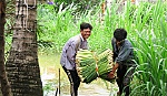 Giá sả tăng cao