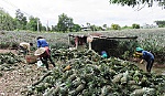 Khóm cuối mùa hút hàng