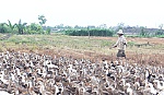 Người chăn nuôi vịt lãi khá nhờ giá tăng