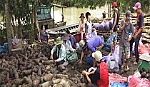Giá khoai mỡ cán mức kỷ lục