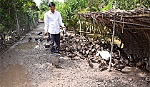 Một trại thuần dưỡng và nhân giống vịt trời đầu tiên ở Tiền Giang