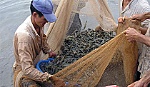 Thực hiện nhiều giải pháp để phát triển bền vững nghề nuôi tôm nước lợ