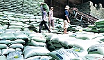 Thị trường lúa gạo đang chịu áp lực lớn