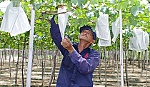 Lễ hội Nho và Vang-Ninh Thuận 2016: Gặp gỡ những nhà 