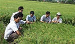 Vài suy nghĩ về liên kết Tiểu vùng Đồng Tháp Mười