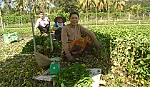 Làm giàu nhờ trồng rau diếp cá