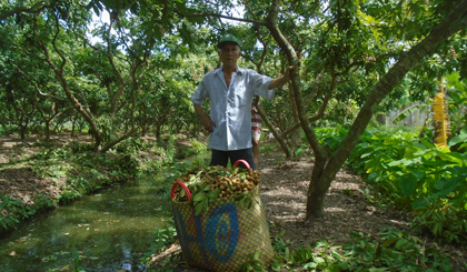  Ông Tân đang thu hoạch nhãn