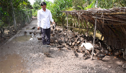 Anh Dân và đàn vịt trời thương phẩm.