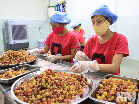 Sơ chế nho để sản xuất rượu vang tại Cơ sở chế biến thực phẩm Viết Nghi.Ảnh: Văn Miên