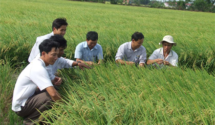 Cánh đồng mẫu ở Tân Phước. Ảnh: Nguyên Chương
