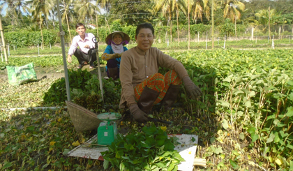Bà Tám đang thu hoạch rau.
