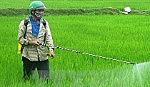 Hoạt chất Glyphosate trong thuốc trừ cỏ không gây ung thư
