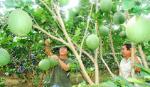Ồ ạt trồng bưởi da xanh ven thành phố