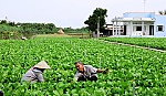 Lão nông 