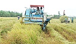 Chật vật với cánh đồng lớn