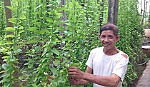 Trồng cây lá sâm cải thiện cuộc sống gia đình